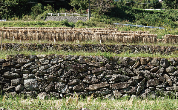 毎床棚田の石積み