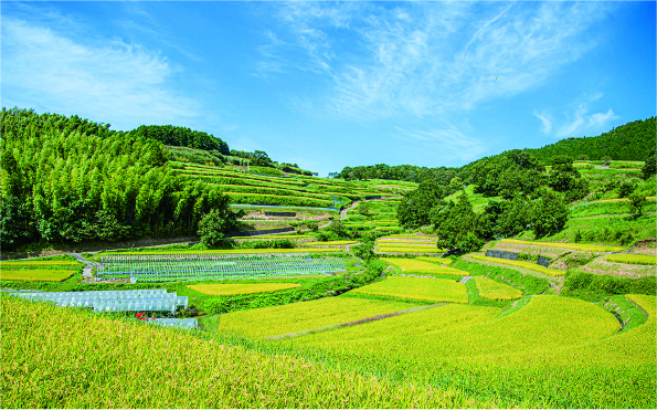 谷を取り囲むように並んだ棚田
