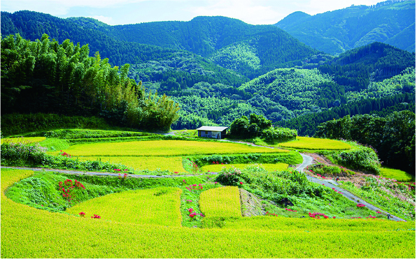 彼岸花とのコントラストも美しい