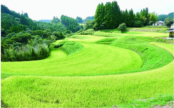 水迫の棚田
