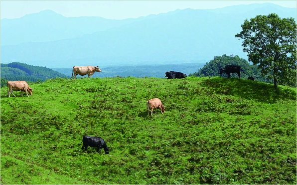 棚田の上部には放牧された牛たち