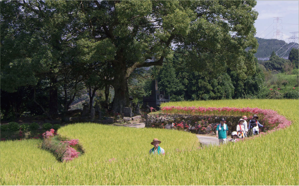 棚田の変化する風景