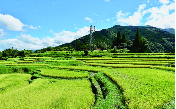 棚田や法面の柔らかな曲線がやさしい印象