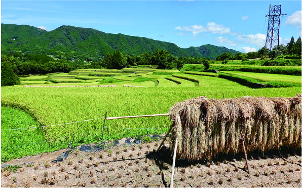 ひと足先に刈り干しされた稲との対比