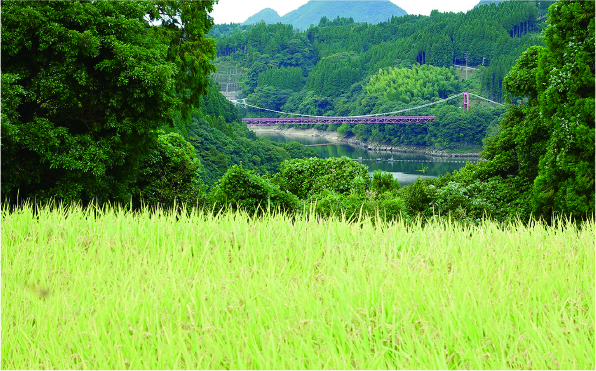 林の間から緑川が見えます
