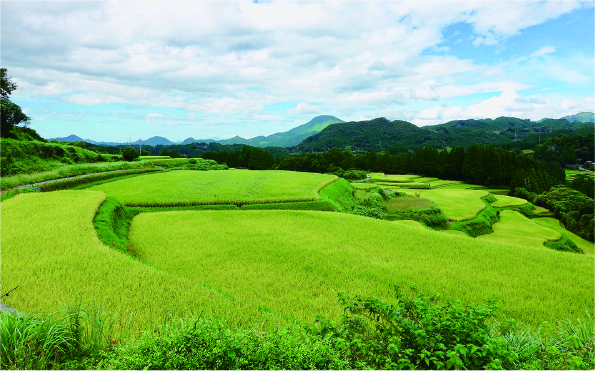 夏の終り、稲が実る棚田