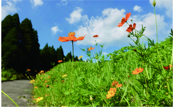 道路脇には季節の花々が咲いています