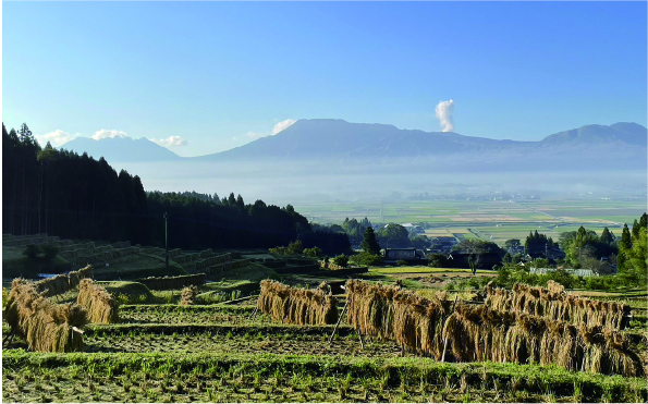 秋の掛け干し風景