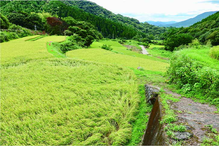 深く広大な谷間に築かれた棚田
