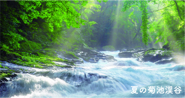 夏の菊池渓谷