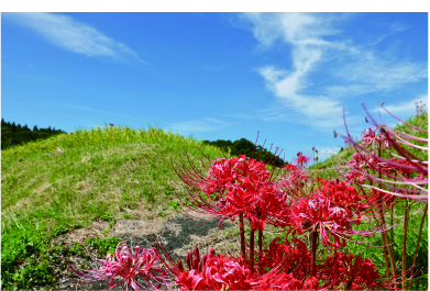 滝棚田の彼岸花