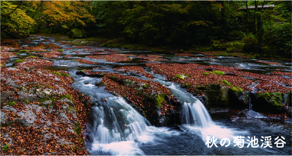 秋の菊池渓谷