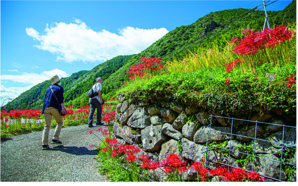 1.石積みの棚田、彼岸花