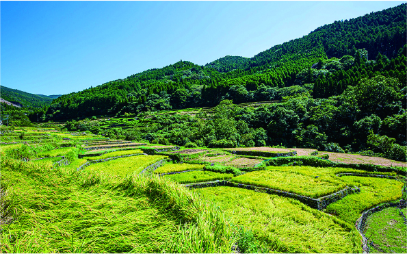 秋、稲刈り前の寒川棚田