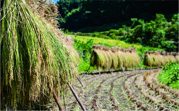 掛け干しの風景