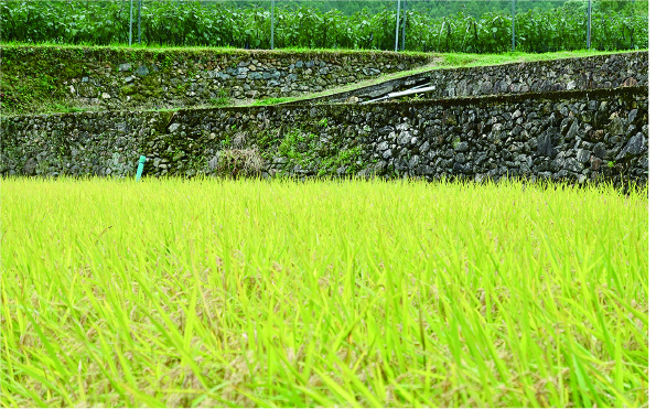 石積みの重量感と稲穂との美しい調和